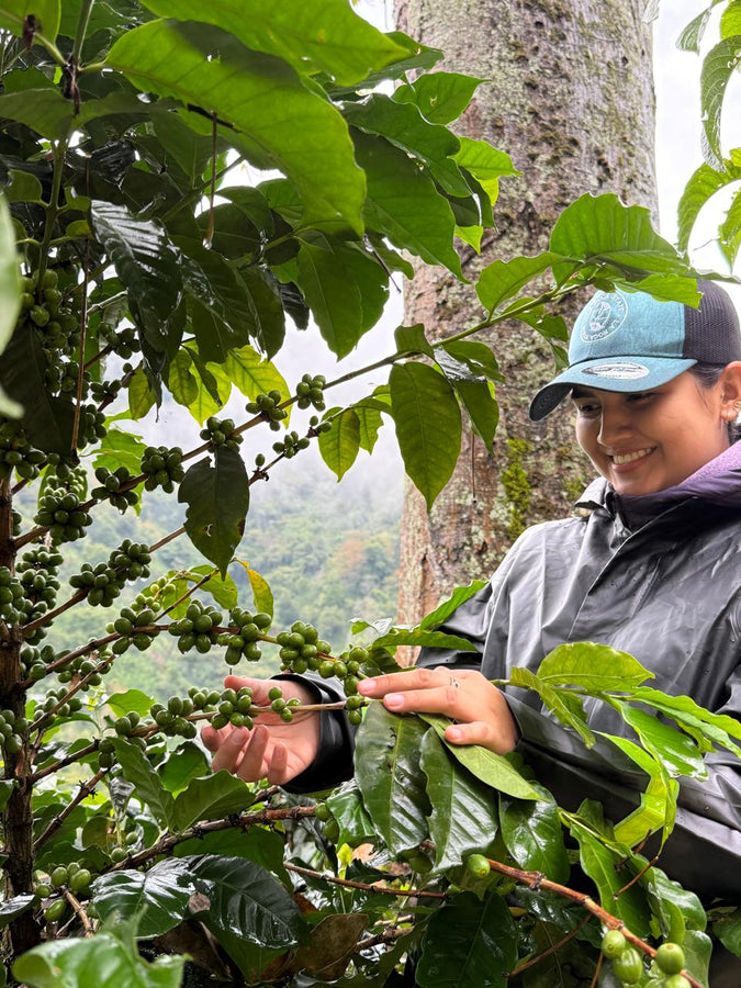 La Experimental Sidra