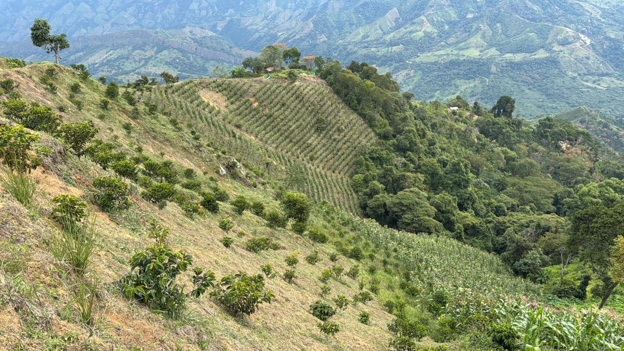 La Experimental Sidra