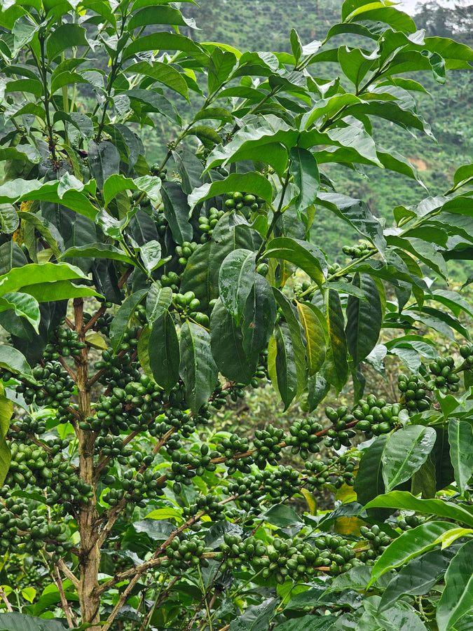 La Soledad